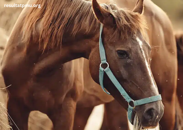 Elimination Des Chevaux